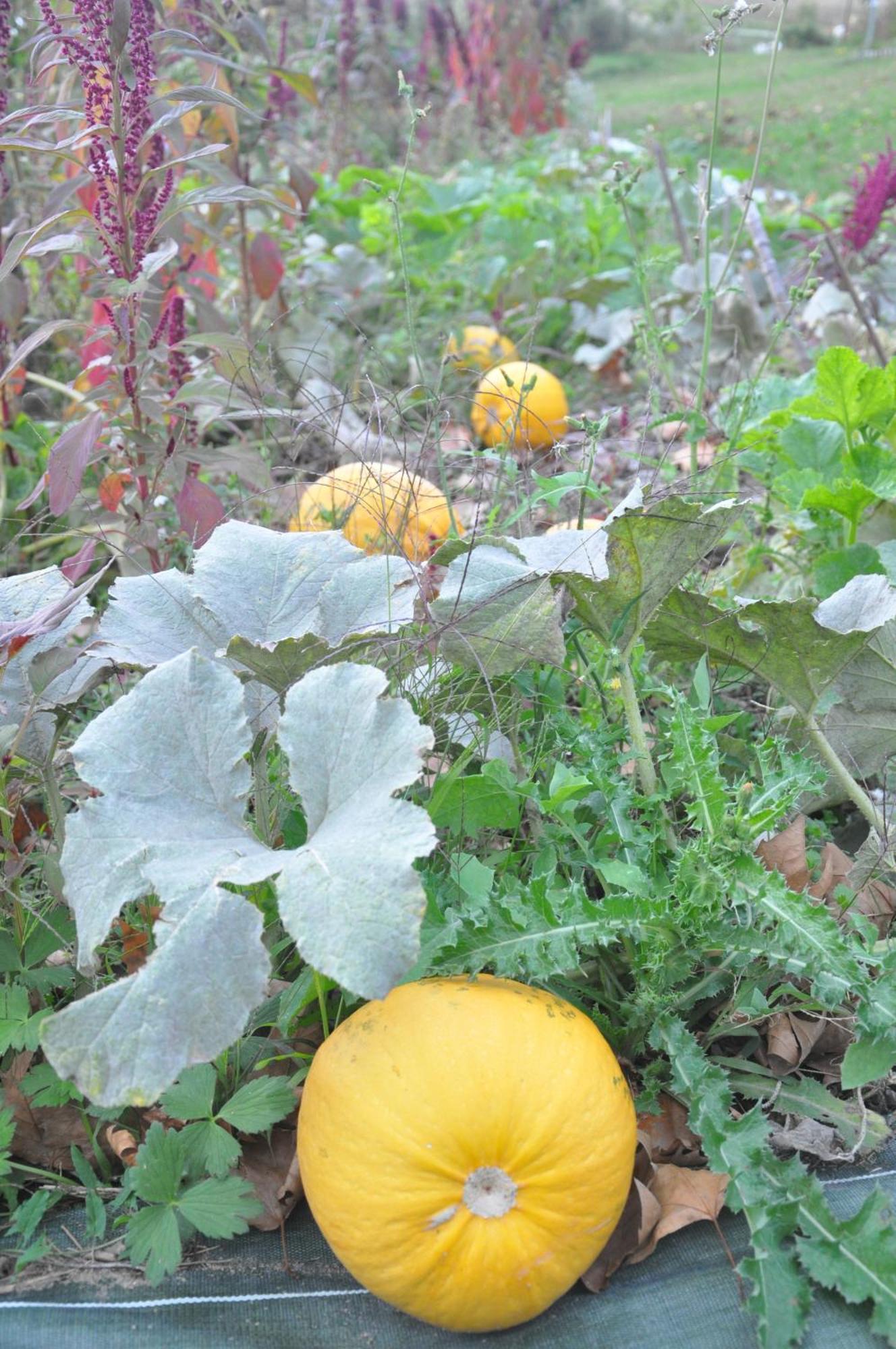 La Source, Vegetarian Guest House Chabeuil Εξωτερικό φωτογραφία