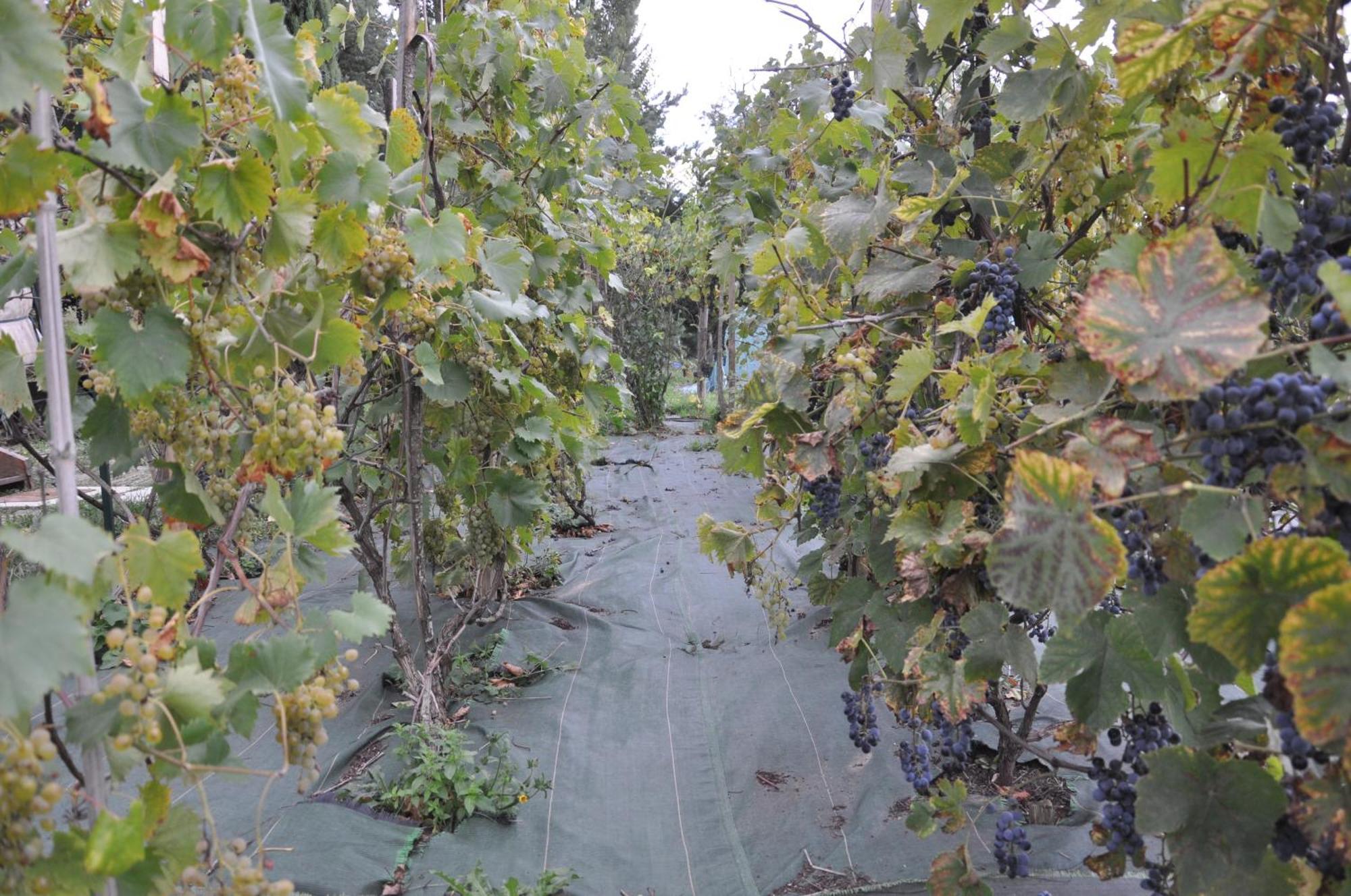 La Source, Vegetarian Guest House Chabeuil Εξωτερικό φωτογραφία